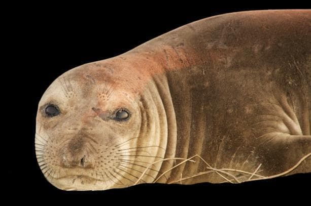Seal simulator