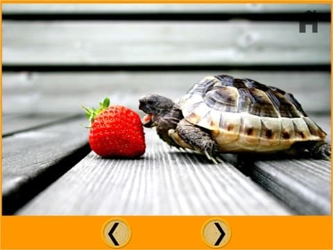 marvelous turtles for kids - free
