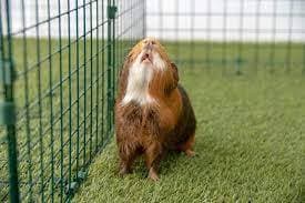 Guinea Pig Toss