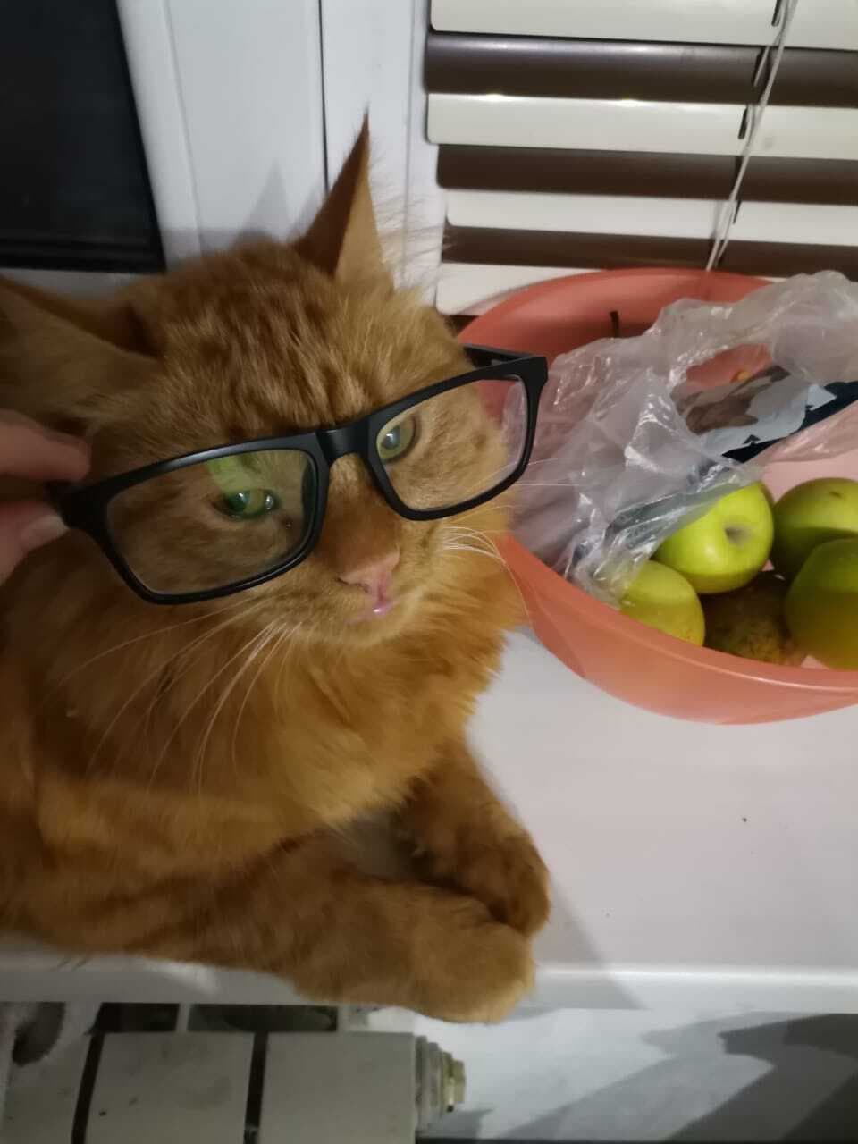 Cats tale 0.01