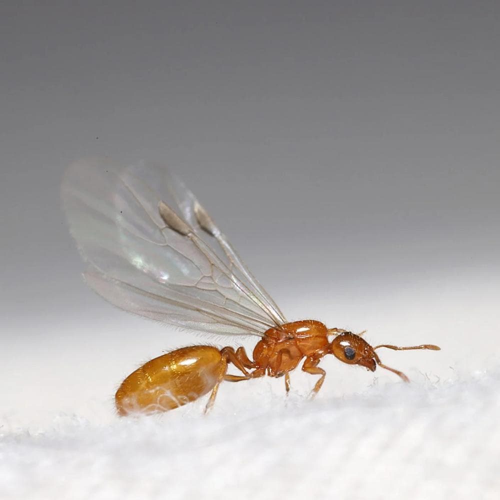 flying ant(DISCONTINUED🙃)