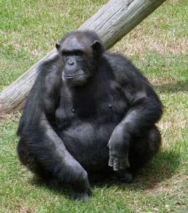 mOnKE (bigstinketh)
