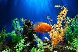 Aquarium (itch) (513productions)
