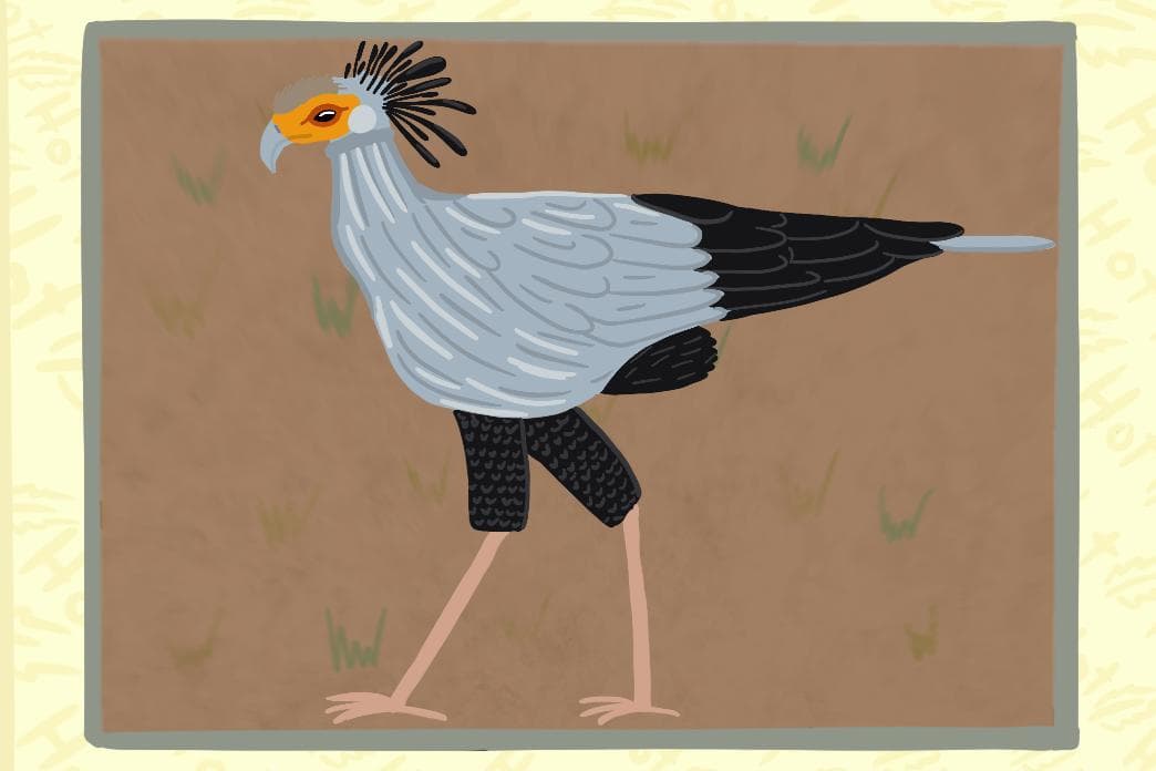 Birder