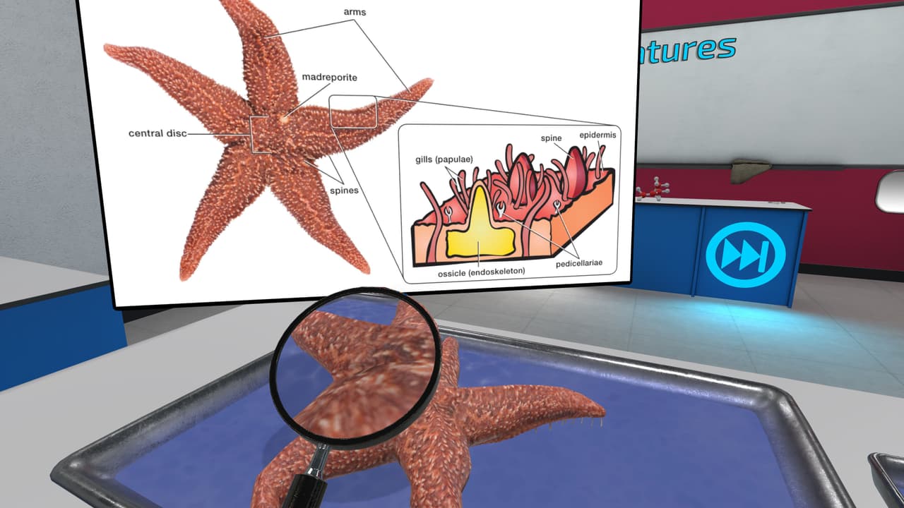 VR Squid and Seastar Dissection: Invertebrate Investigations screenshot 5