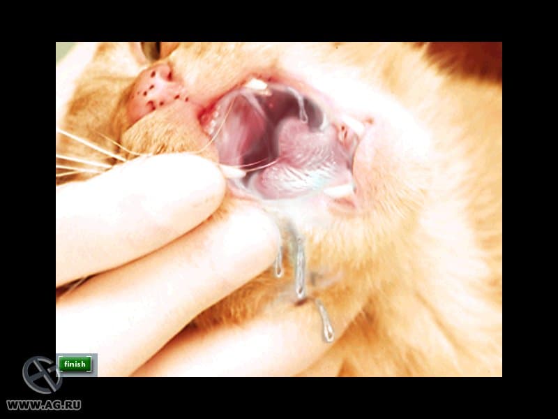 Vet Emergency 2 screenshot 6