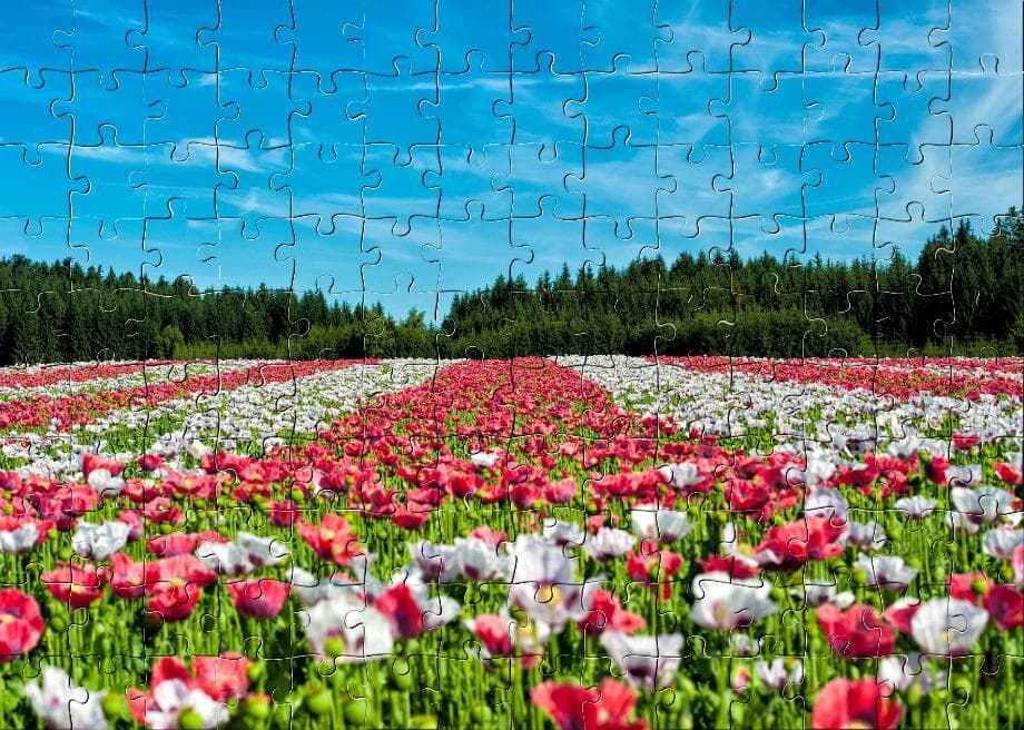 Jigsaw Puzzle Live