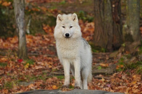 Lumberjack and Wolves