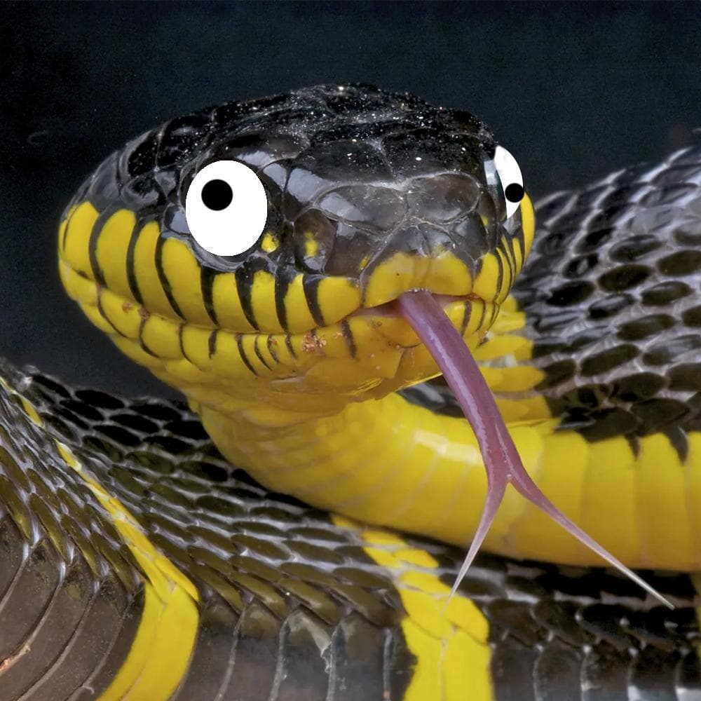 SNEK (JaykoSnako)