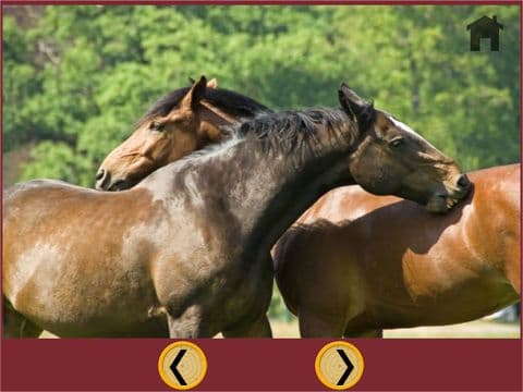captivating horses for kids - free