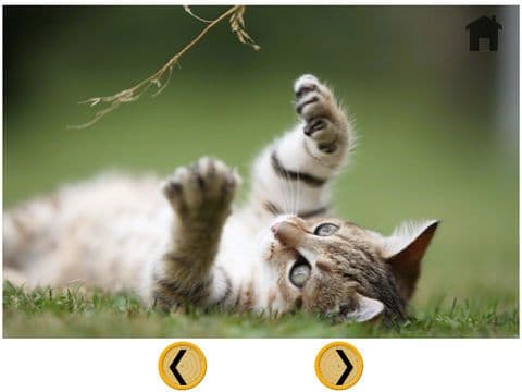 prodigious cats for kids - free