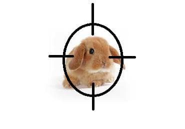 Animal slaughter