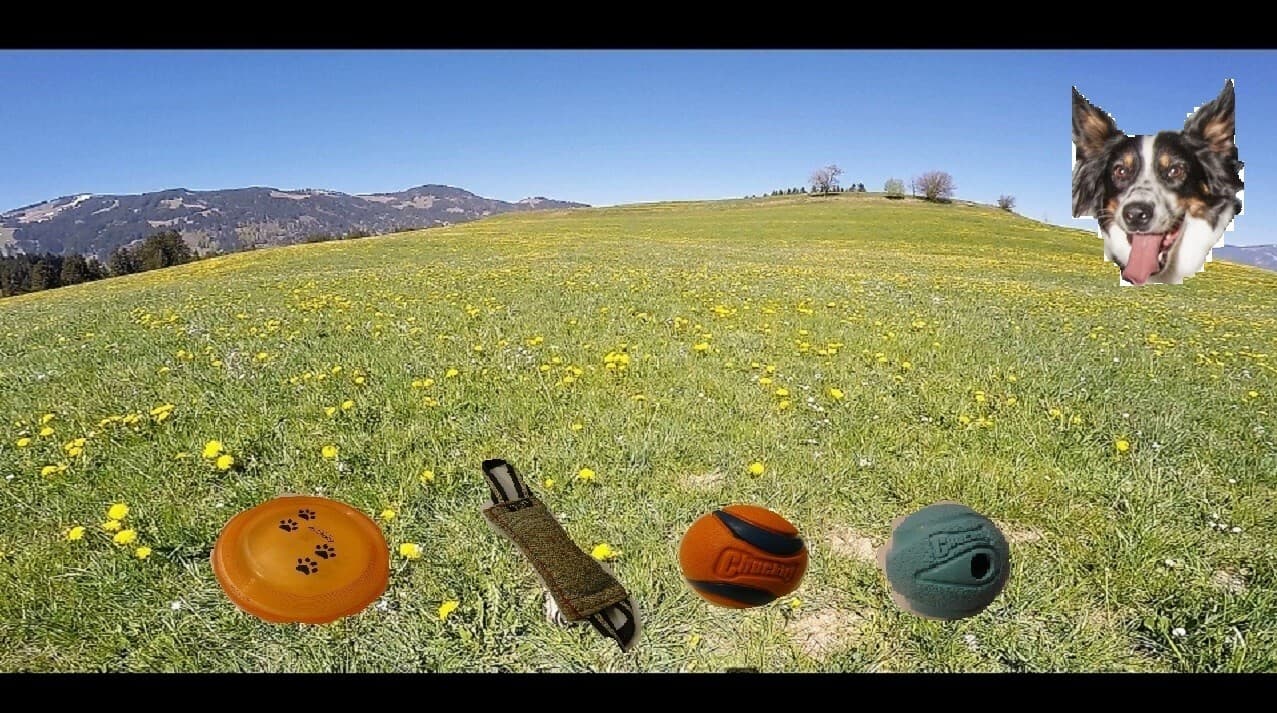 BorderCollie Game