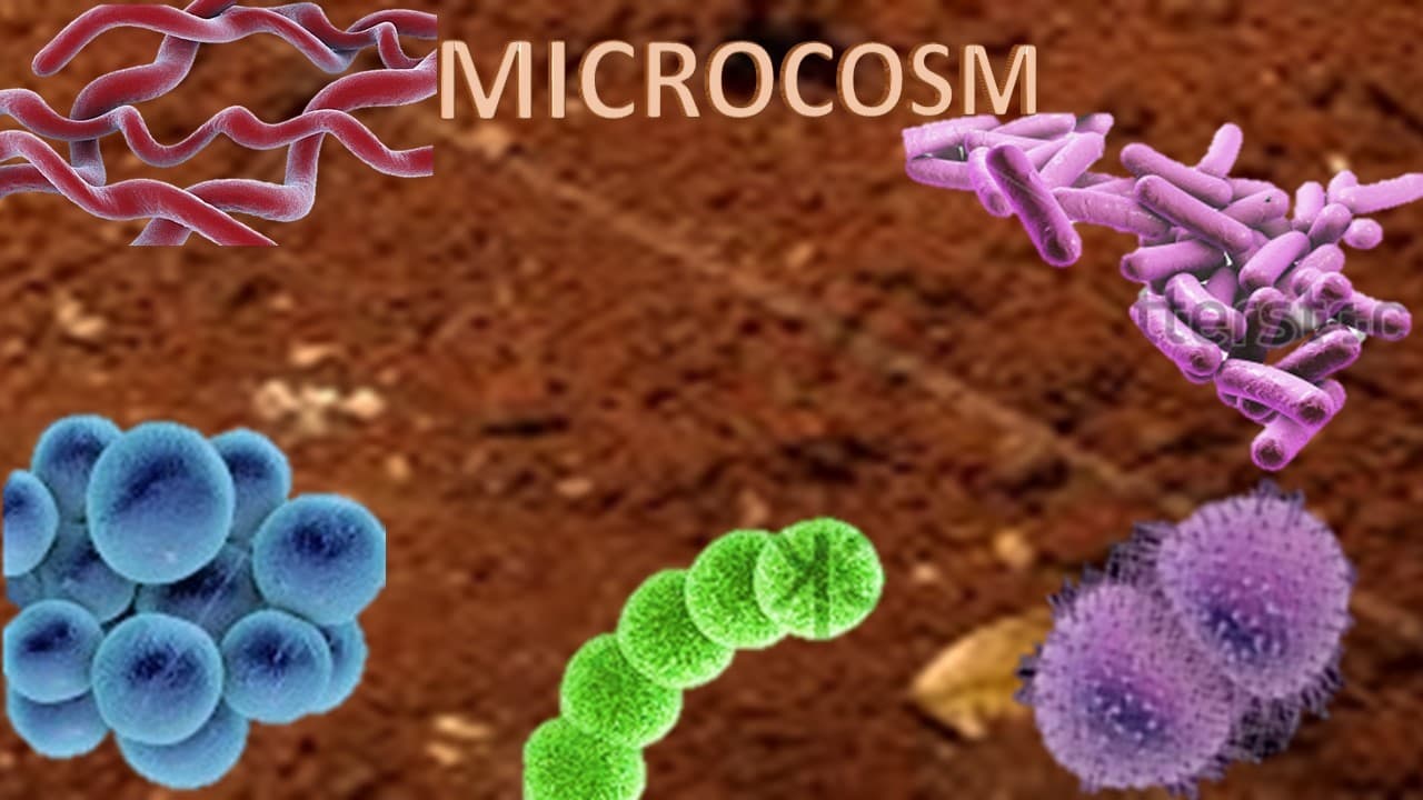 Microcosm: Individual Board