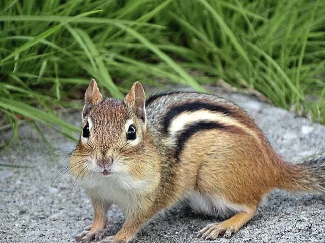 Tiny Intruder