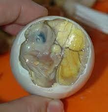 Yolk: Unleash Your Inner Egg (qnyt123)