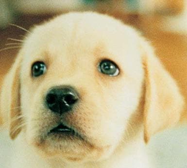 Nintendogs: Labrador & Friends