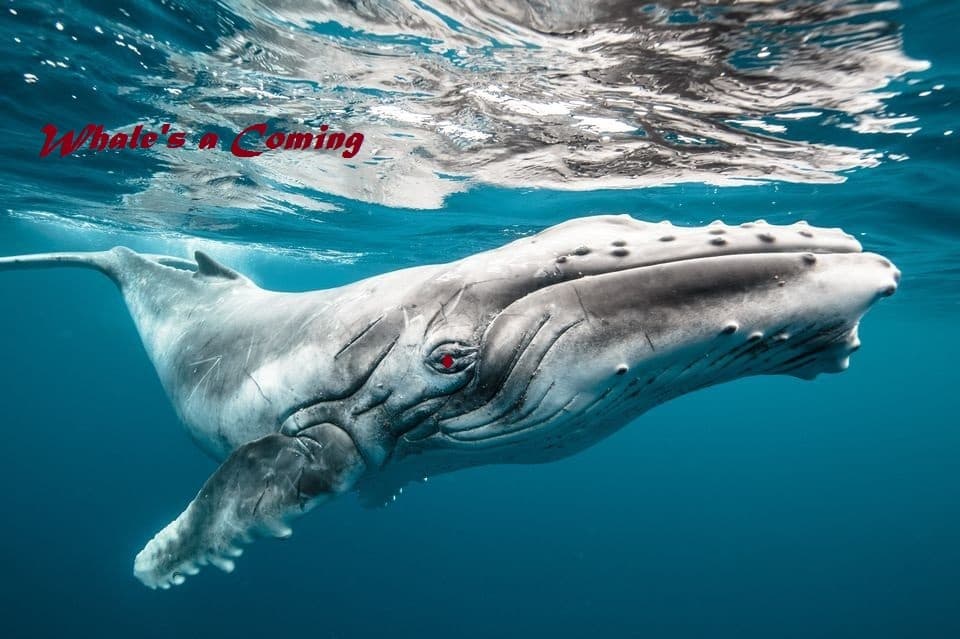Whales a Coming