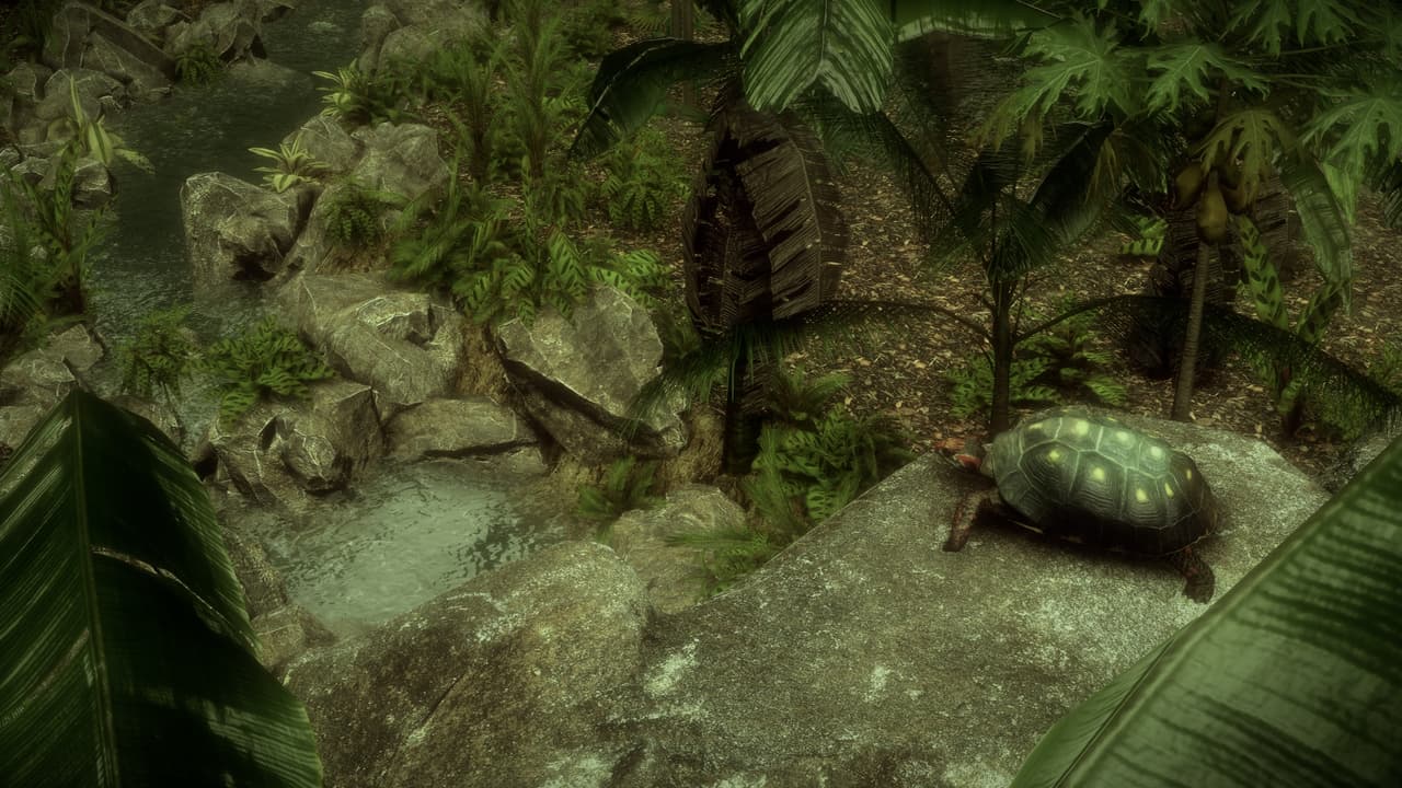 The Red-Footed Tortoise