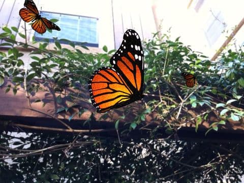 Live Butterflies screenshot 3