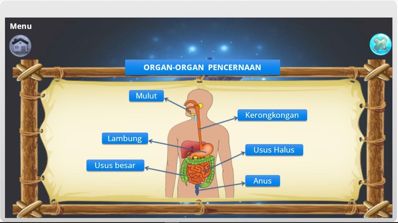Alat Pencernaan Manusia
