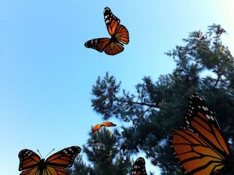 Live Butterflies screenshot 2