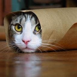 Fun Time: Find My Cat