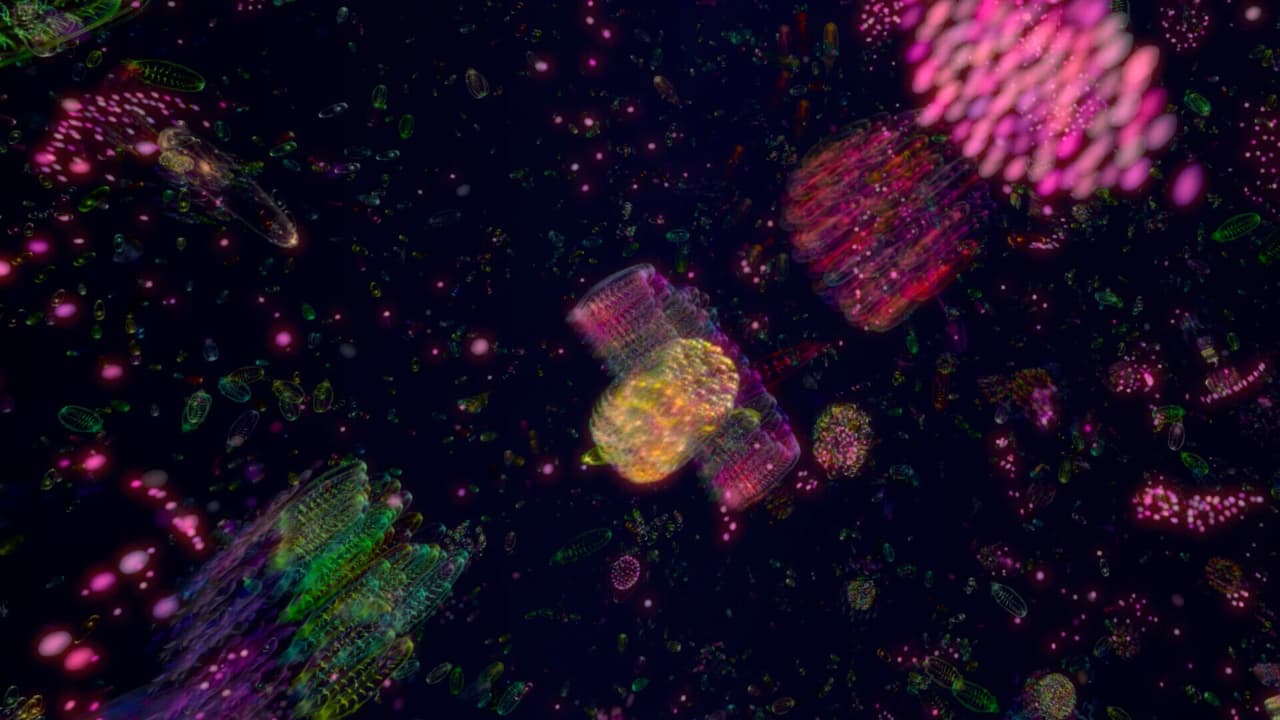 Primordial Soup