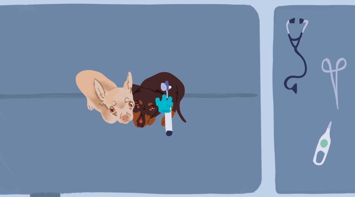Veterinarian Story screenshot 4