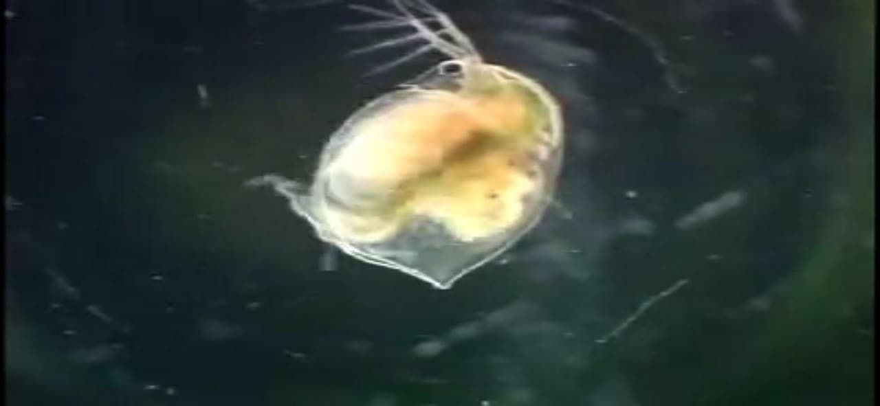Daphnia World screenshot 4